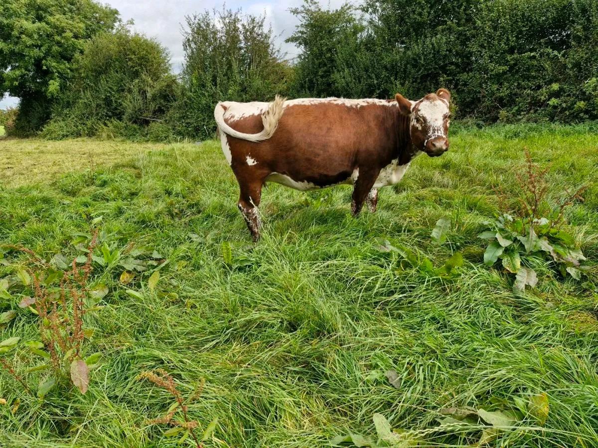 PB irish moil incalf heifer - Image 1