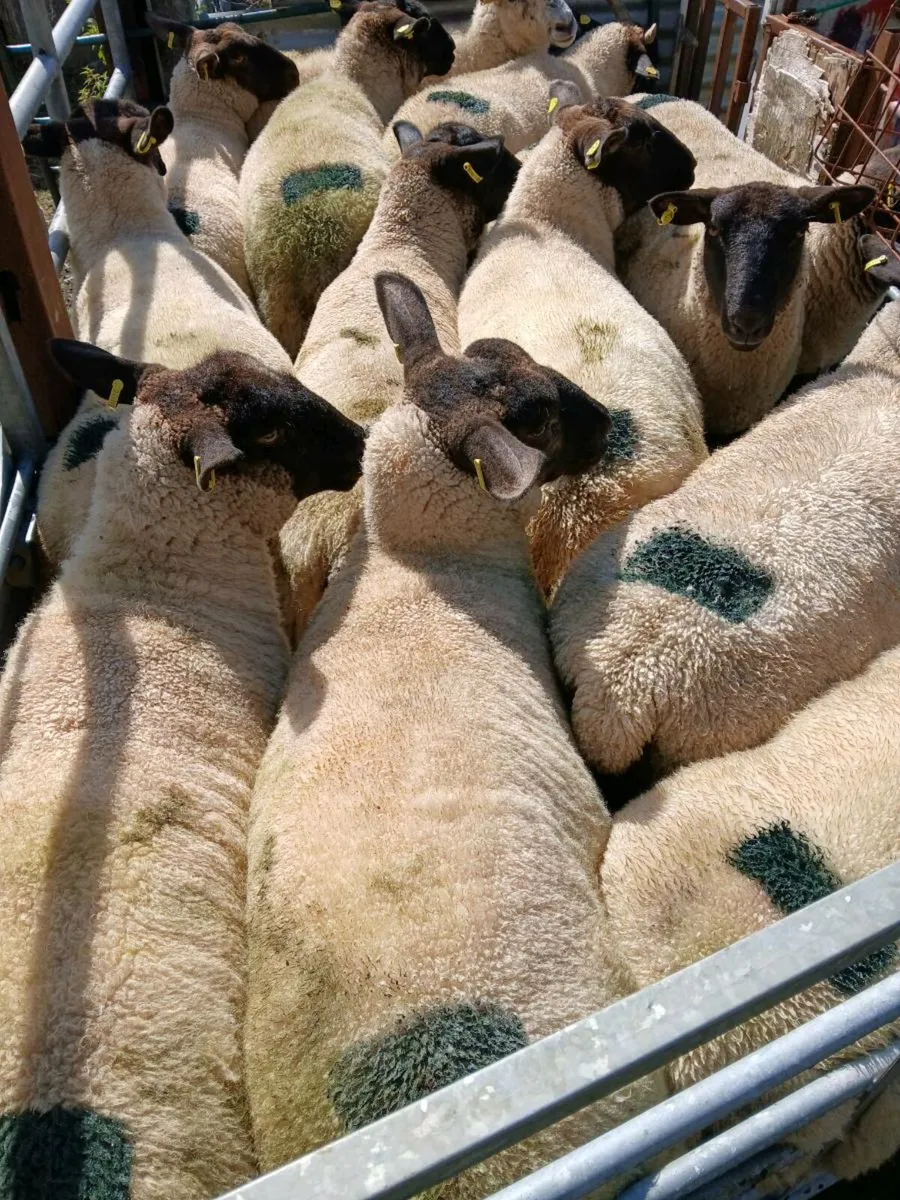Hoggets - Image 2