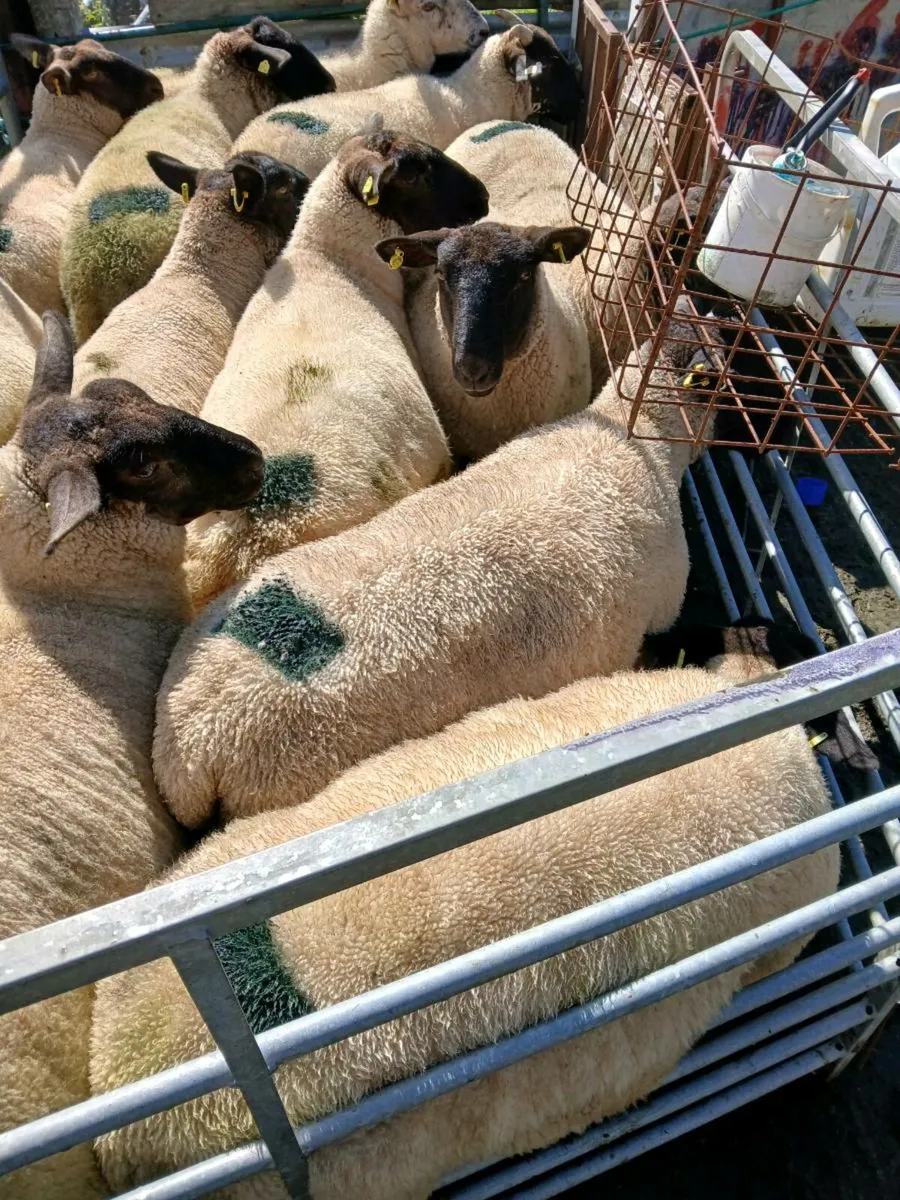 Hoggets - Image 3