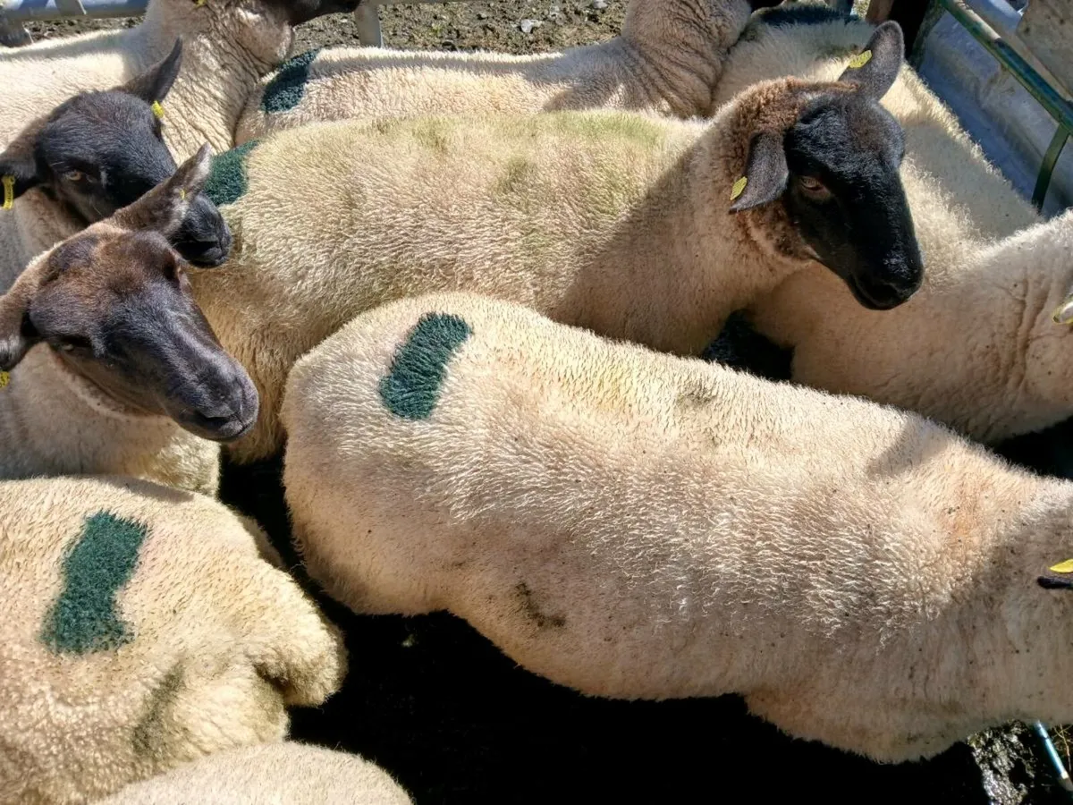 Hoggets - Image 4