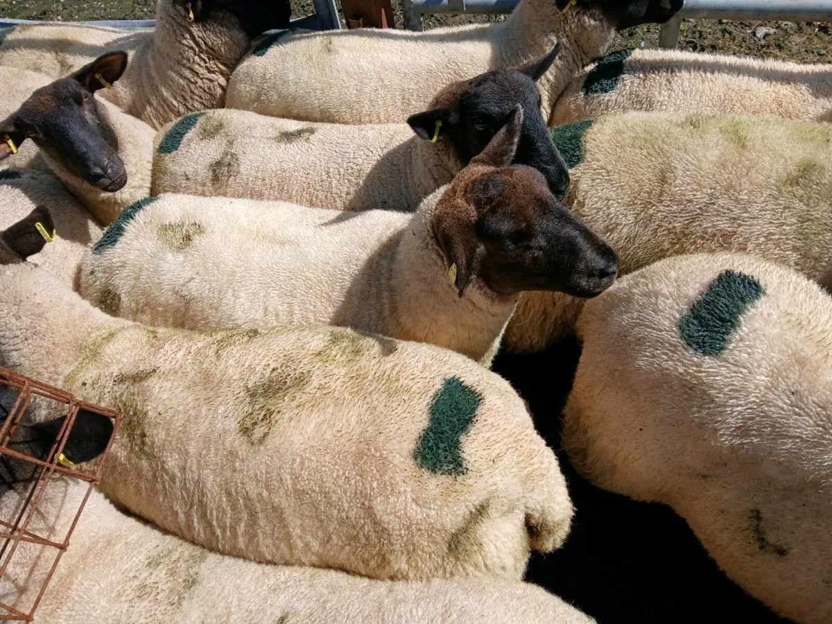 Hoggets - Image 1