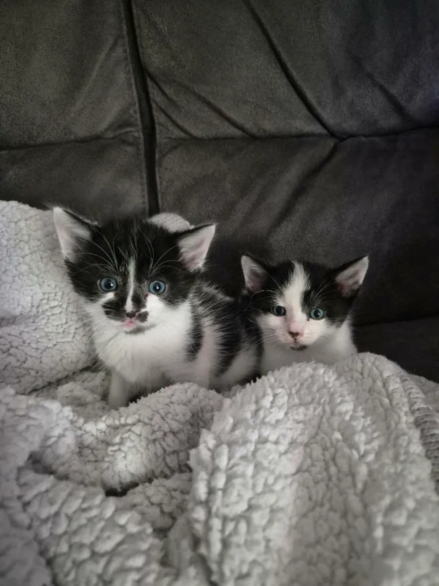 Kitten - Image 1