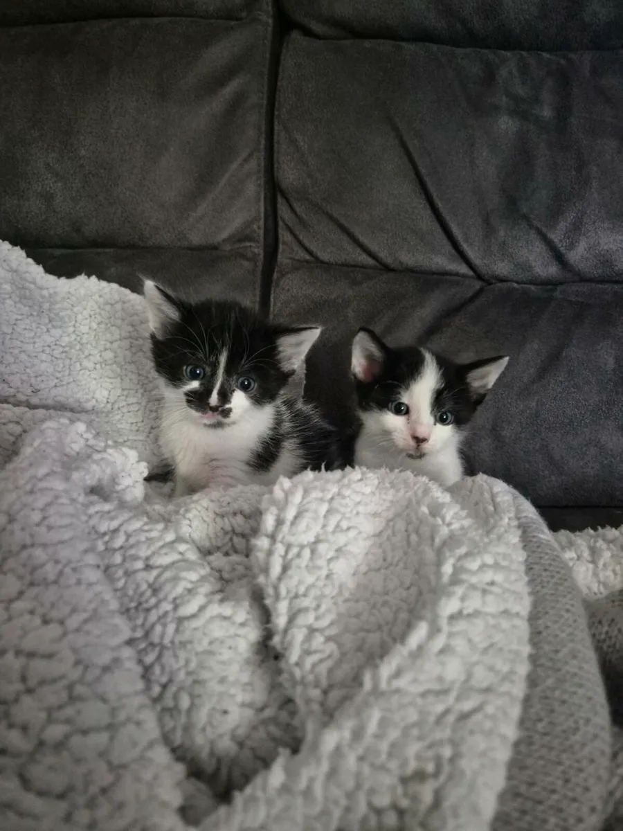 Kitten - Image 2