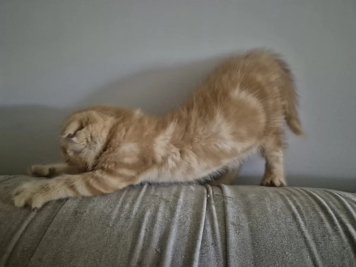 Scottish Fold male kitten - Image 3