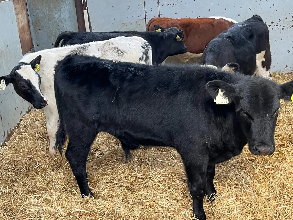 Super AA & HE Bull Runners - Image 4
