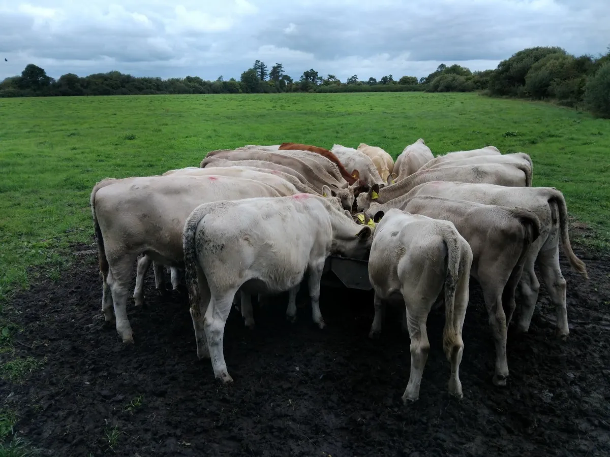 Charlaois Heifer weanling - Image 1