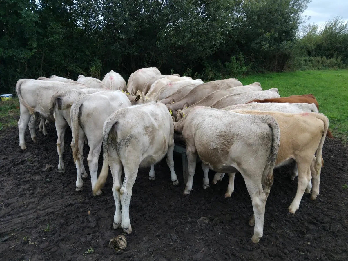 Charlaois Heifer weanling - Image 2