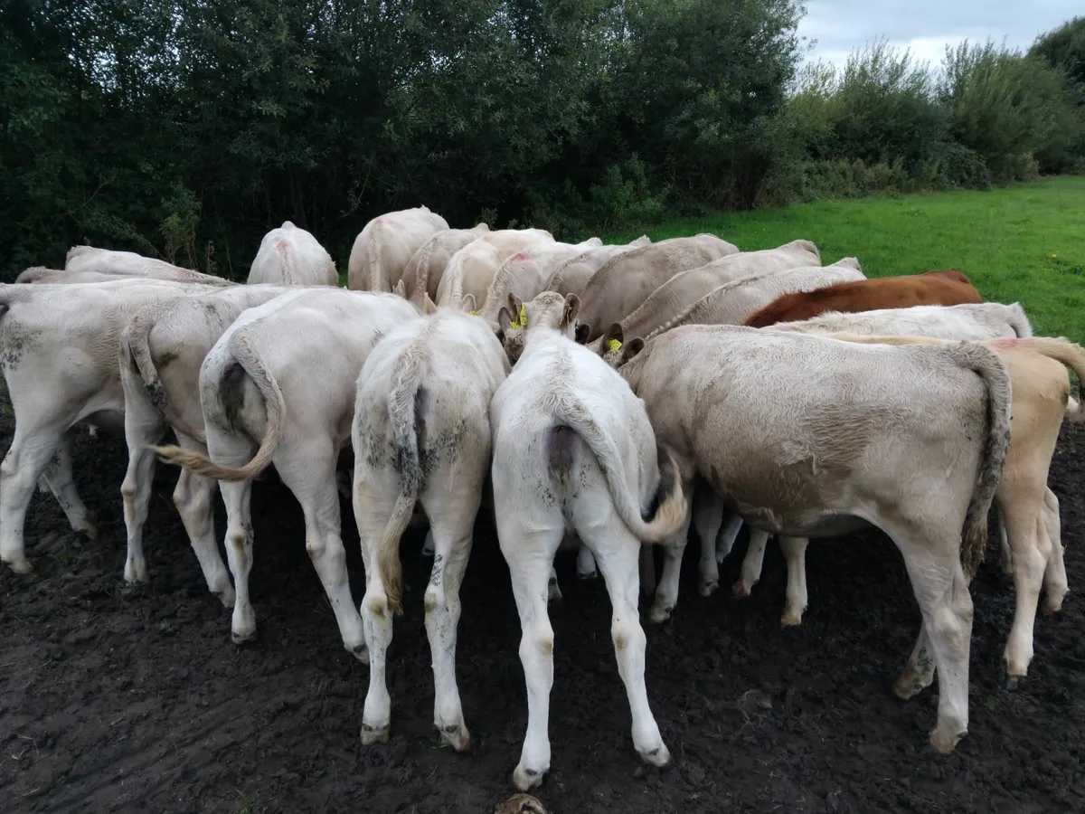 Charlaois Heifer weanling - Image 3