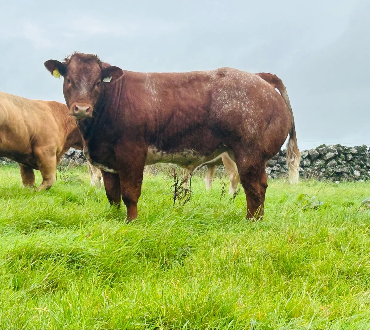Roan Limousin Bull Weanling Ballinasloe Mart 6/09 - Image 1
