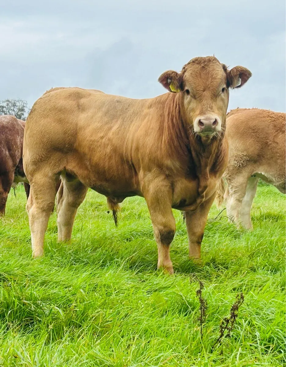 Roan Limousin Bull Weanling Ballinasloe Mart 6/09 - Image 2