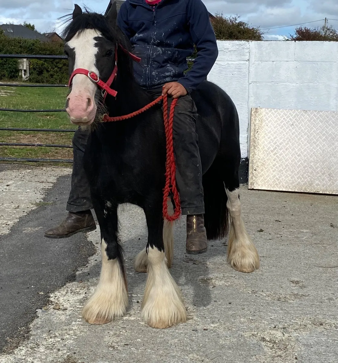 Horse - Image 4