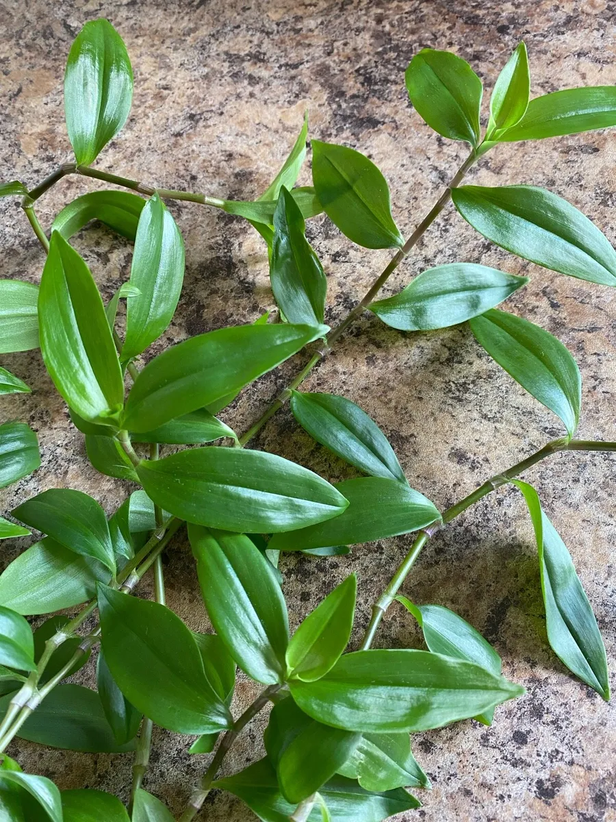 Plant 🌱 Tradescantia Fluminensis Green Hill - Image 2