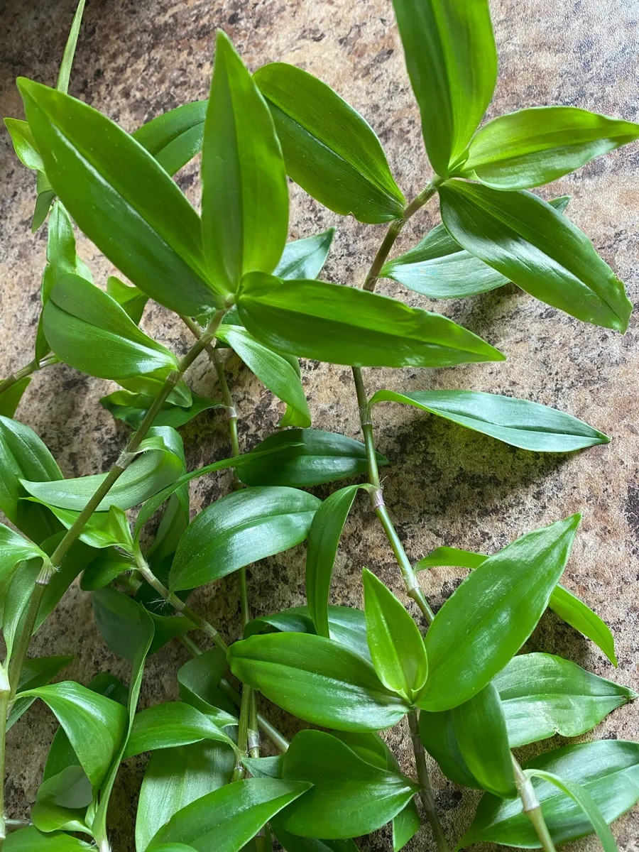 Plant 🌱 Tradescantia Fluminensis Green Hill - Image 3