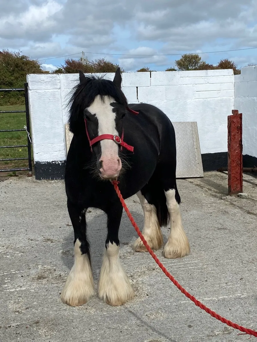 Horse - Image 1