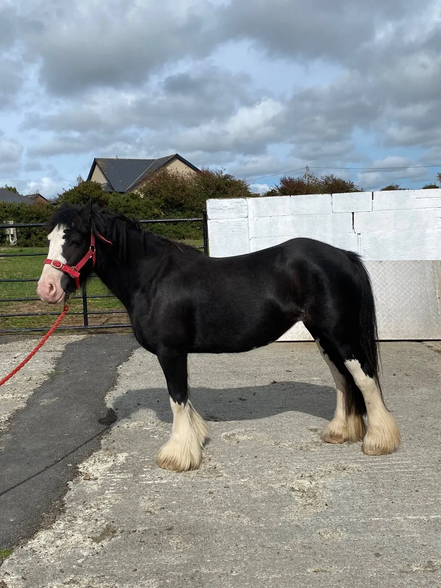 Horse - Image 3
