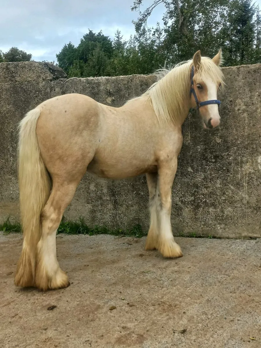 Heavy Yearling Palomino Colt - Image 1