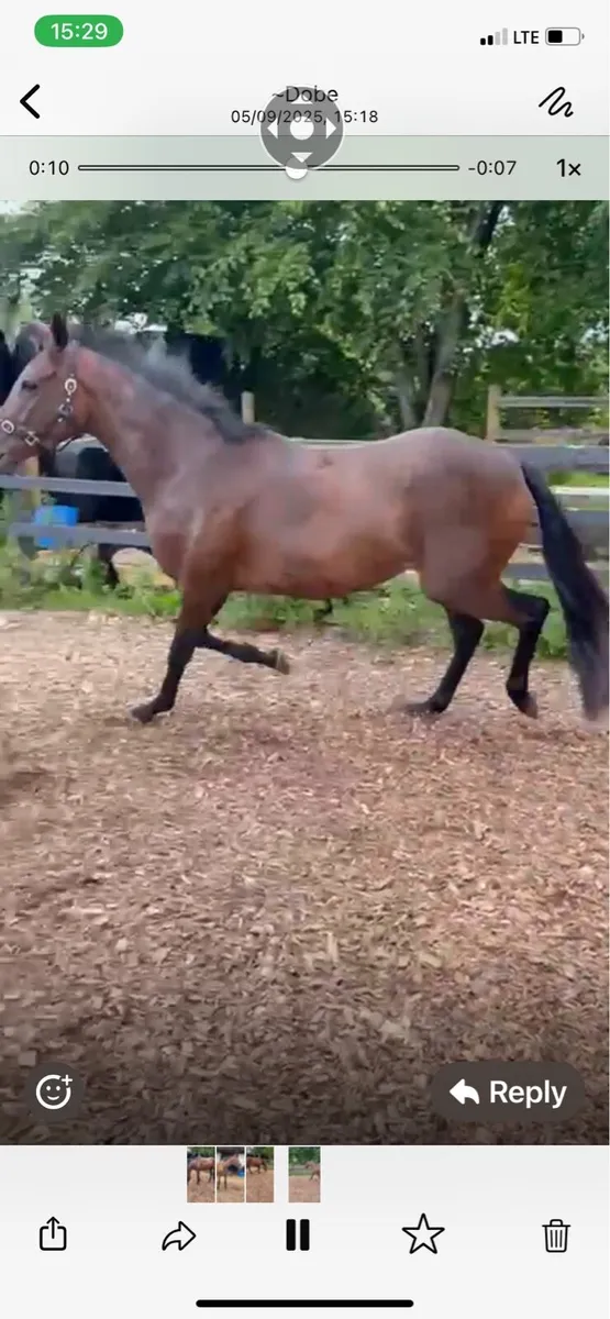 Idaho Gelding - Image 2