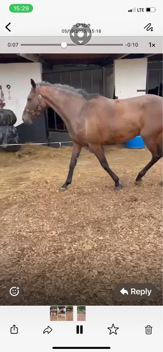 Idaho Gelding - Image 3