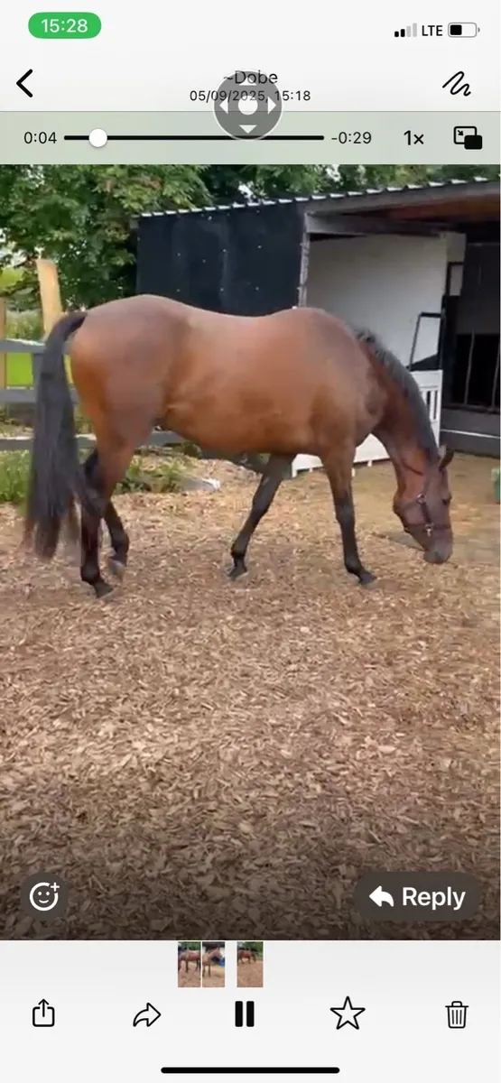Idaho Gelding - Image 1