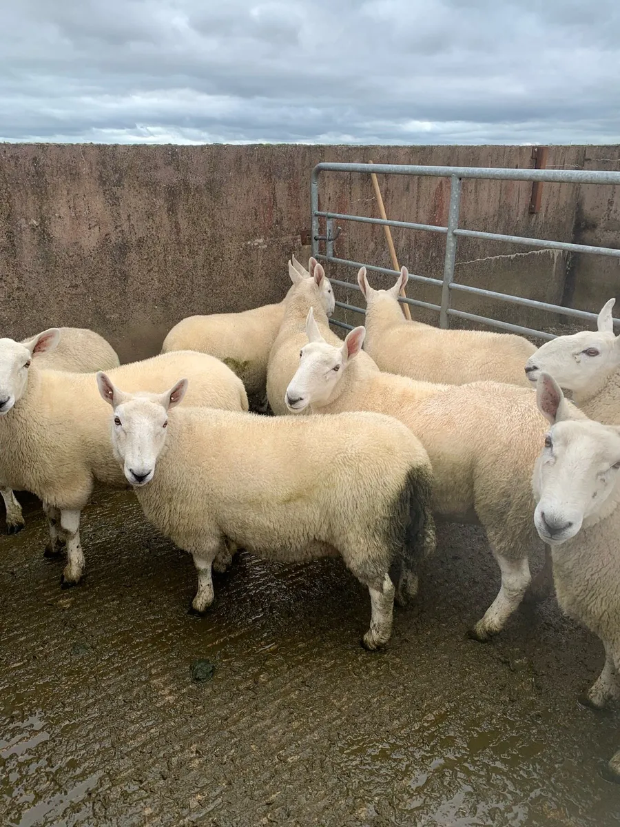 Sheep - Image 2