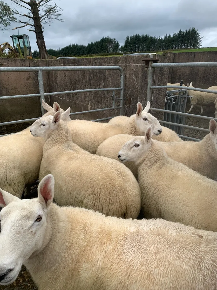 Sheep - Image 1