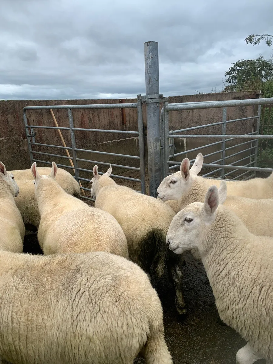 Sheep - Image 3