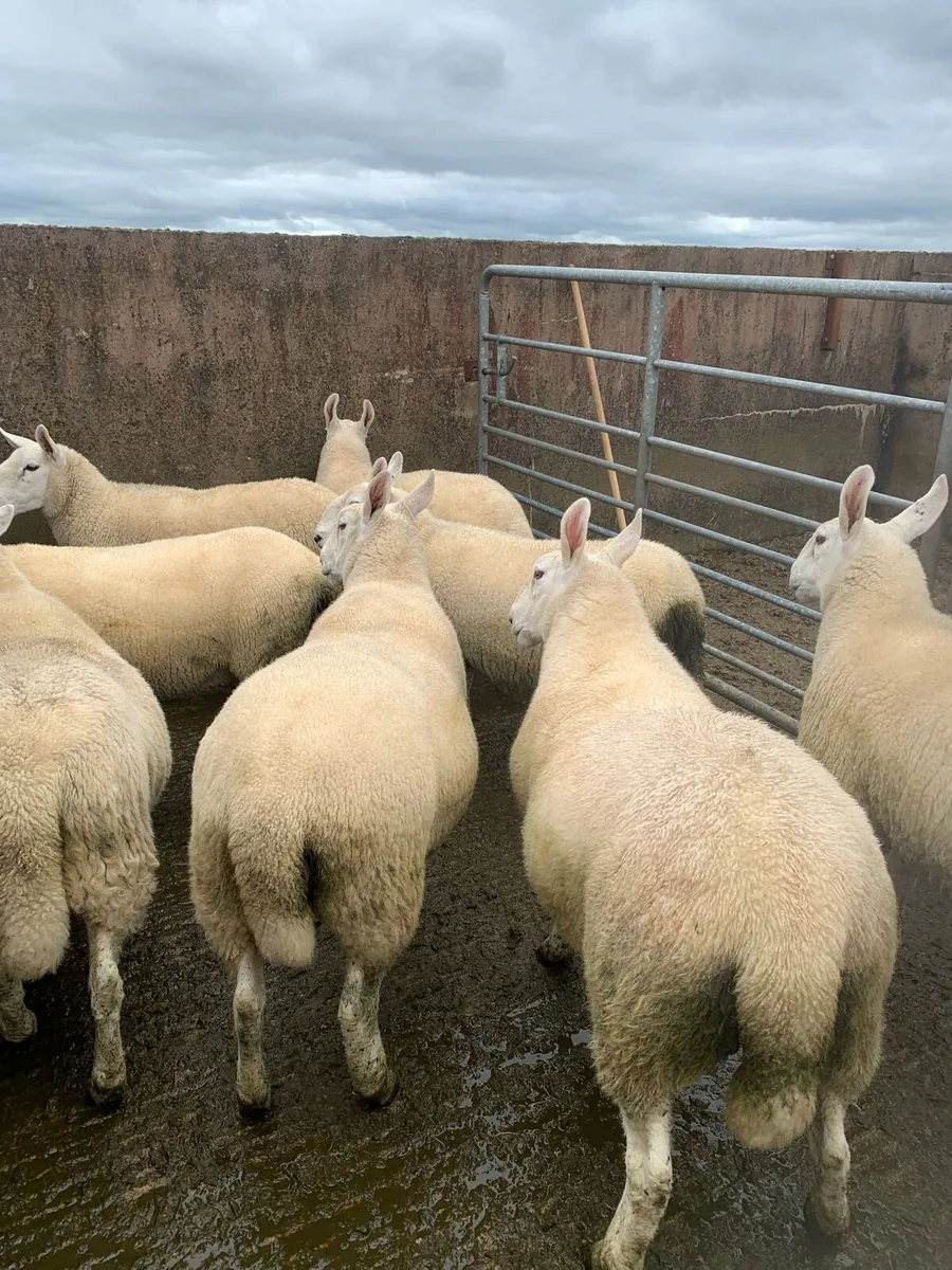 Sheep - Image 4