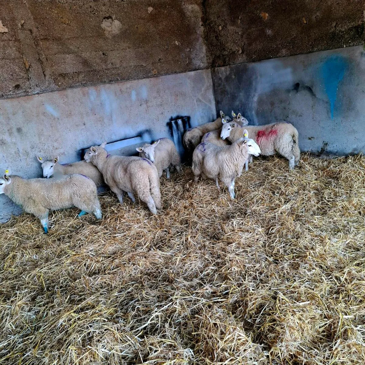 Ram lambs - Image 2