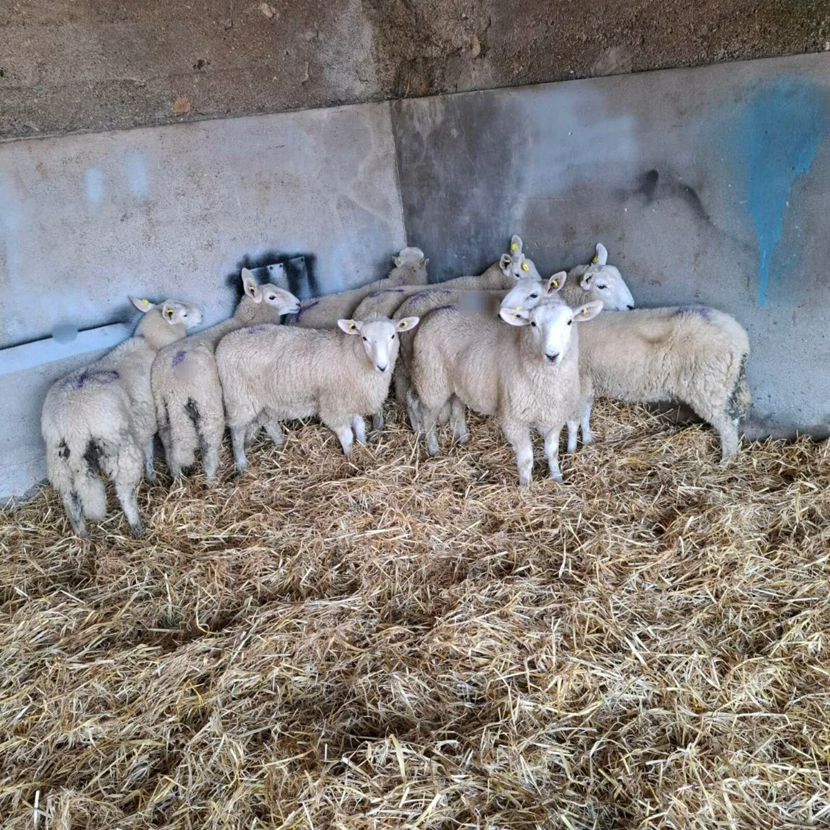 Ram lambs - Image 1