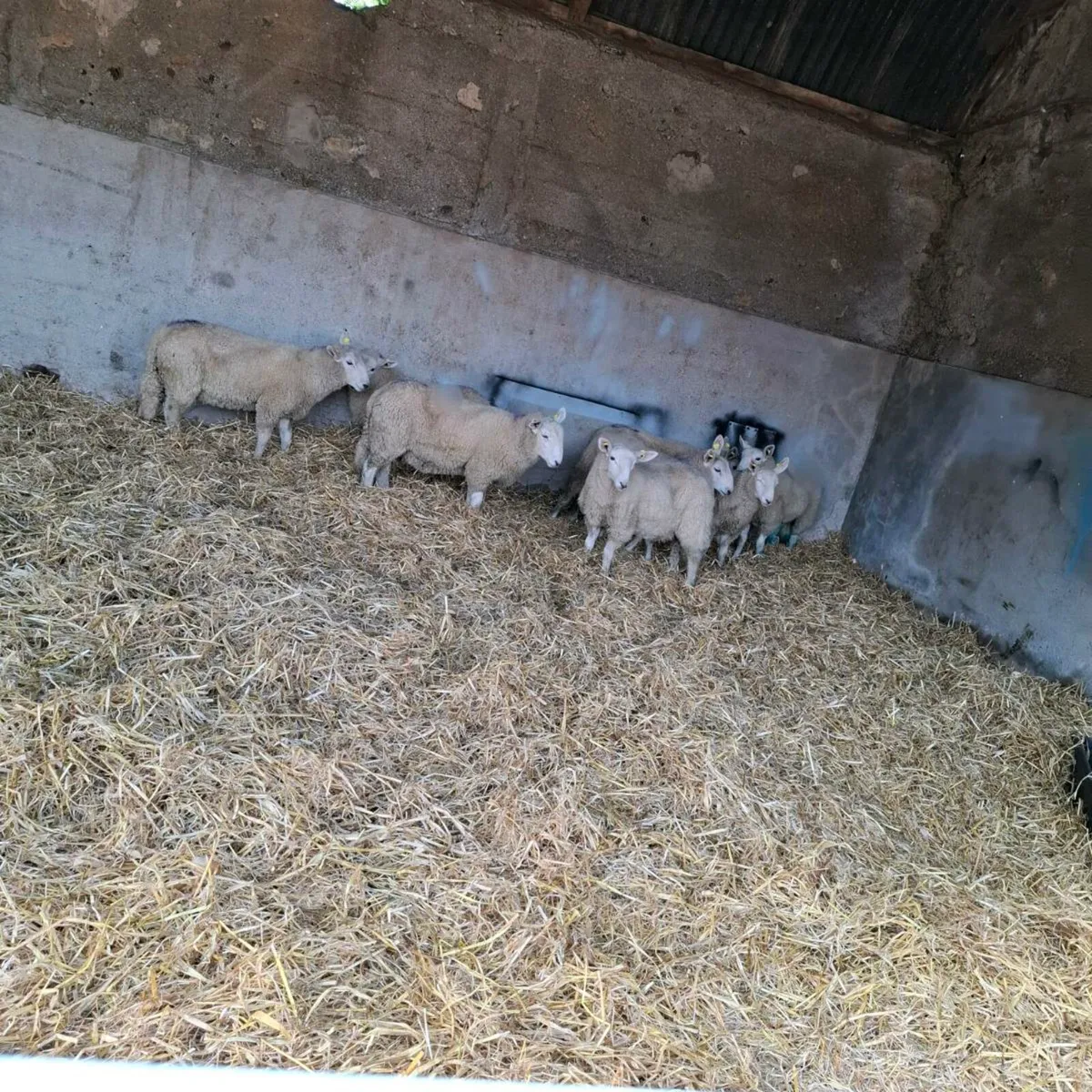 Ram lambs - Image 3