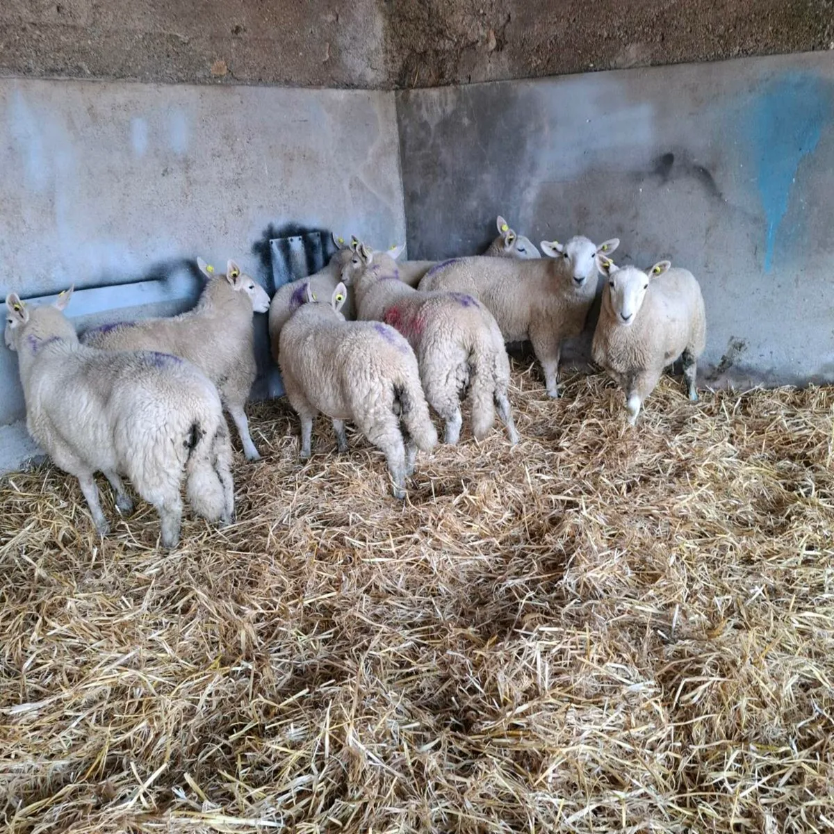 Ram lambs - Image 4