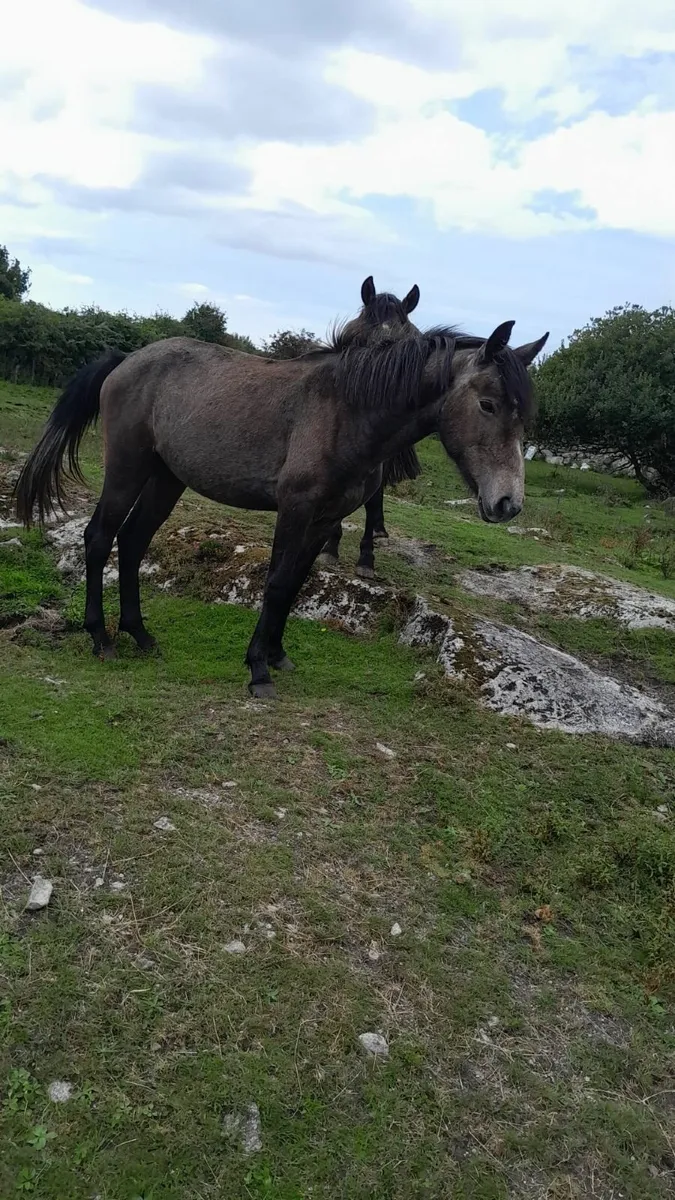 Connemara Ponies (Galway) - Grey/roan - Image 1