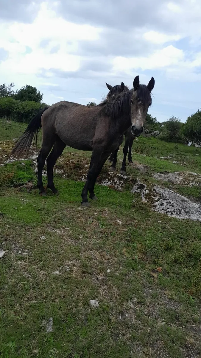 Connemara Ponies (Galway) - Grey/roan - Image 2