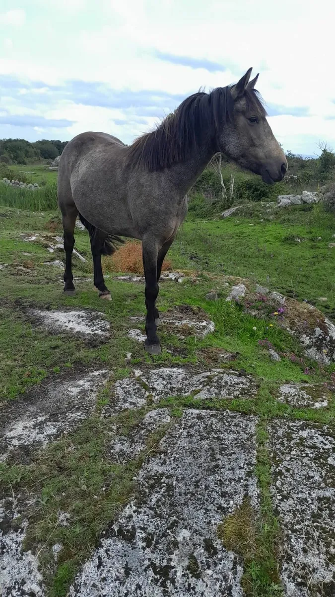 Connemara Ponies (Galway) - Grey/roan - Image 4