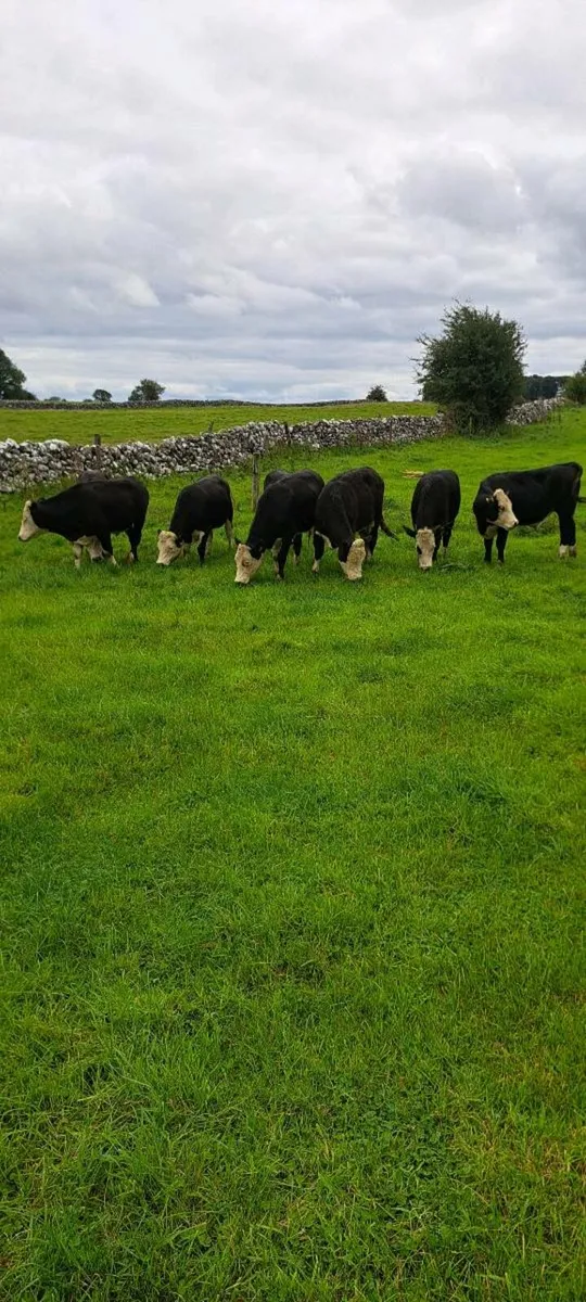 8 Hereford bullocks - Image 1