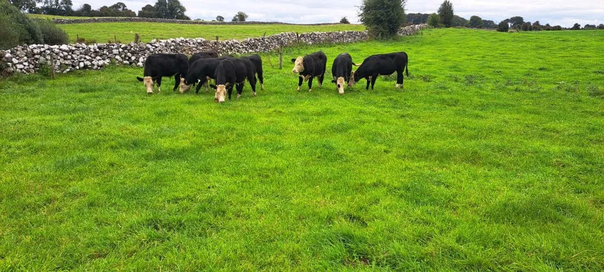 8 Hereford bullocks - Image 2