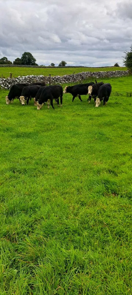 8 Hereford bullocks - Image 3