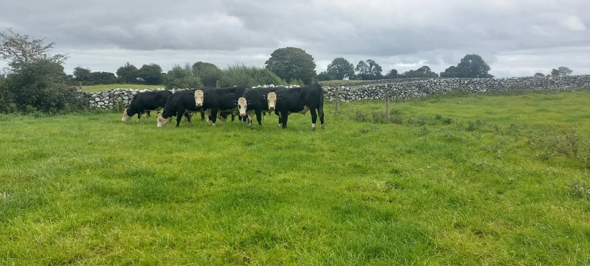 8 Hereford bullocks - Image 4