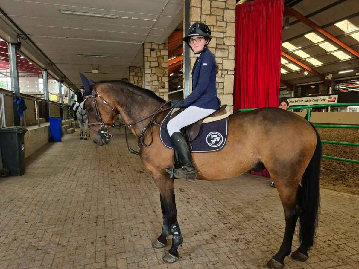 148 Gelding - Image 3