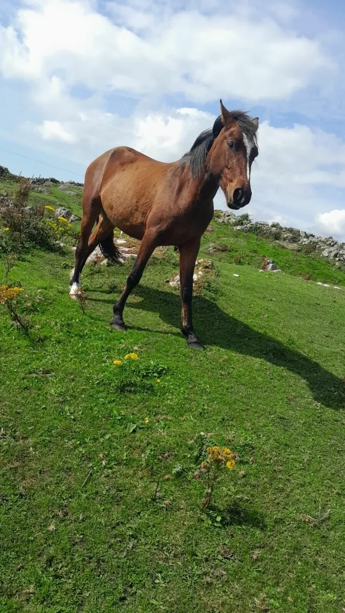 Connemara ponies (Galway) - 3 year old Bay Filly - Image 1