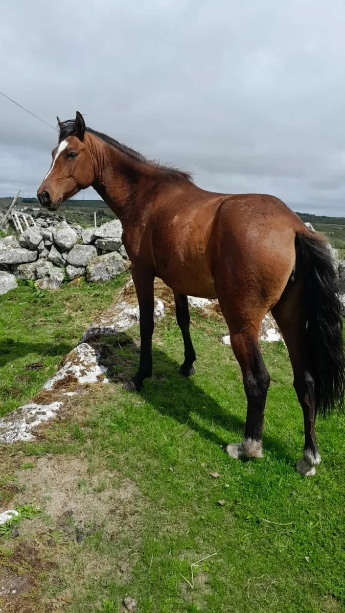 Connemara ponies (Galway) - 3 year old Bay Filly - Image 2