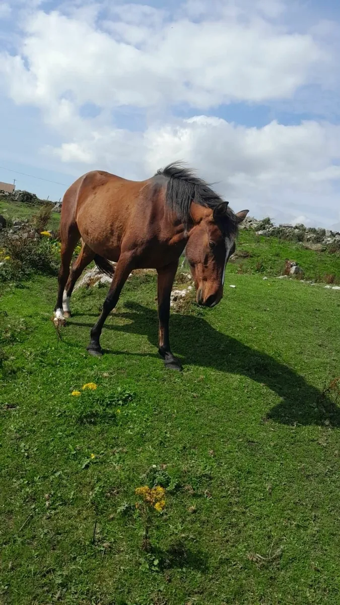 Connemara ponies (Galway) - 3 year old Bay Filly - Image 4