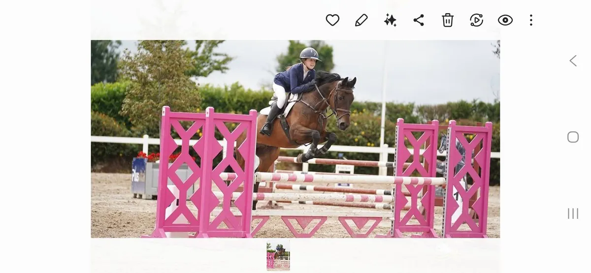 148 Gelding - Image 1