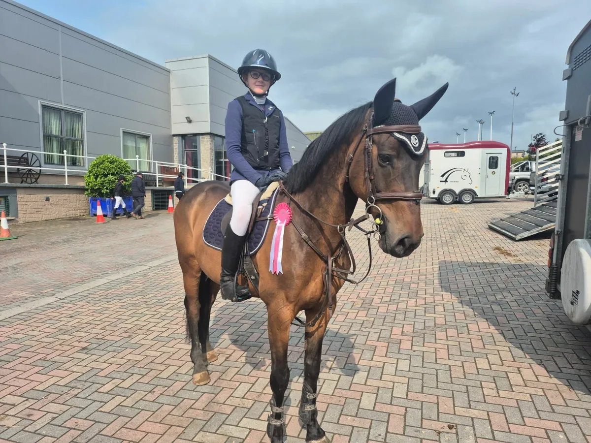 148 Gelding - Image 2