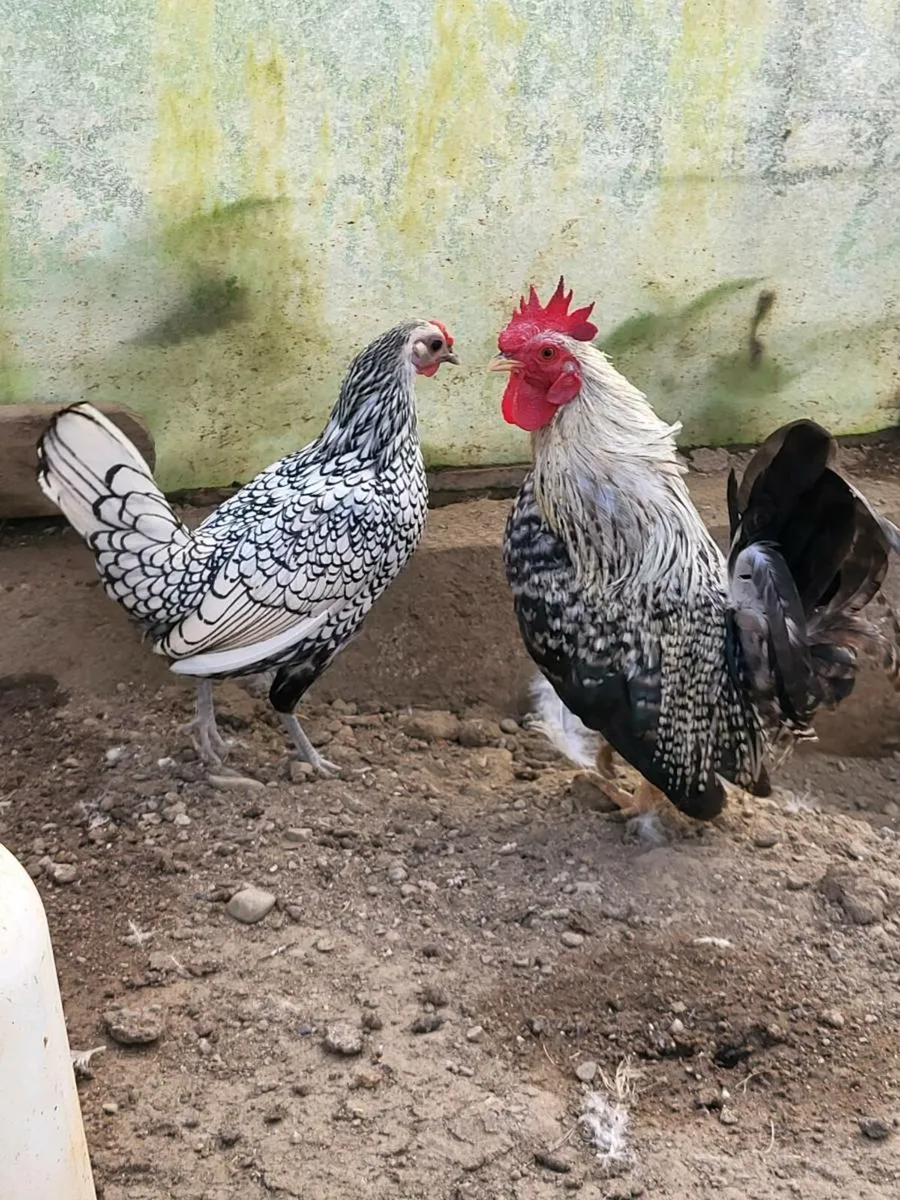 Nagasaki rooster - Image 1