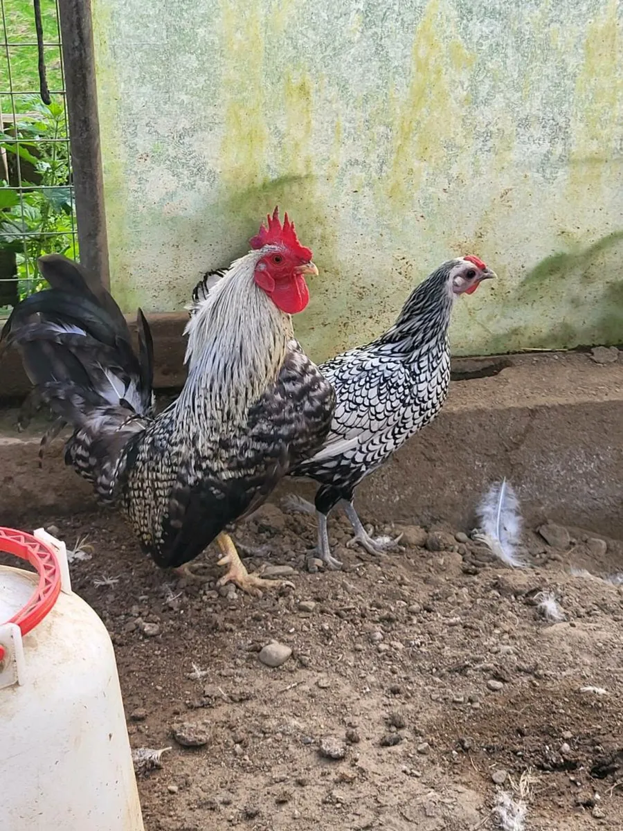 Nagasaki rooster - Image 2