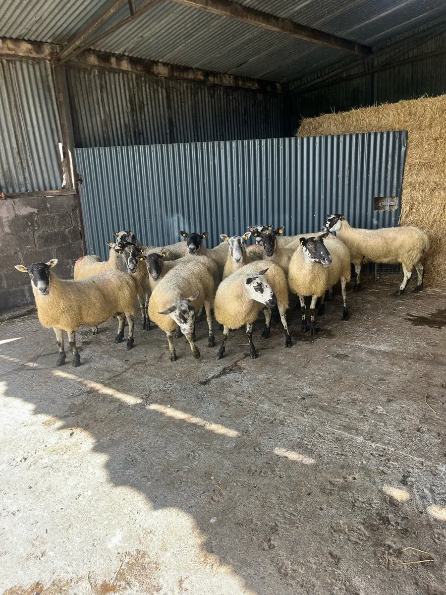 💥15 smashing breeding ewes 💥 - Image 1