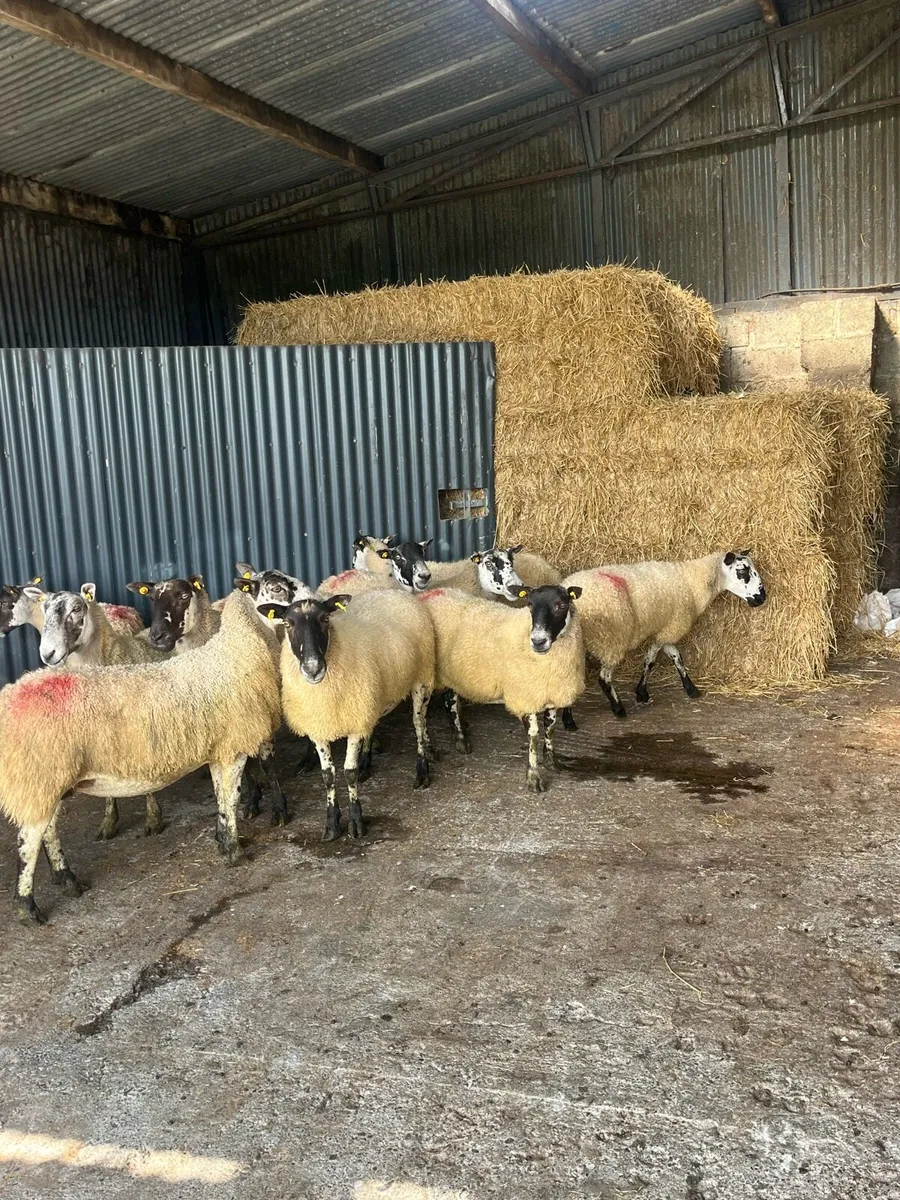 💥15 smashing breeding ewes 💥 - Image 3