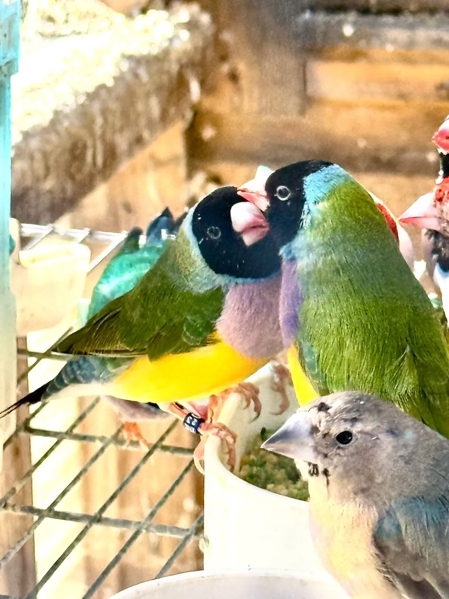 Gouldian Finches - Image 1