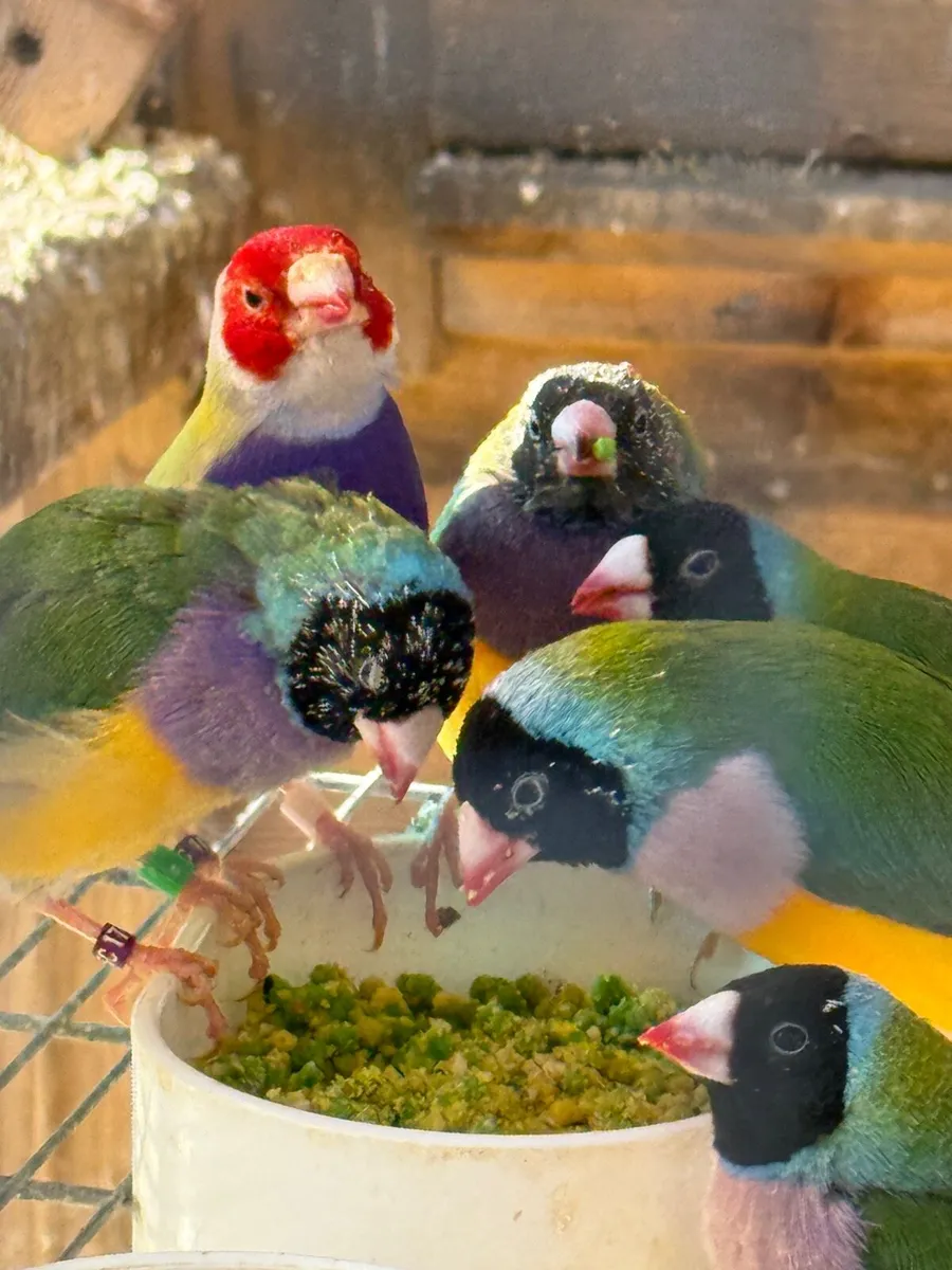Gouldian Finches - Image 2